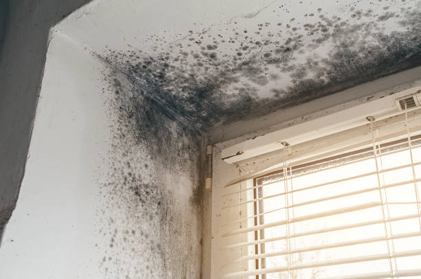 Affordable Mold Cleanup solutions in Waynesboro, VA