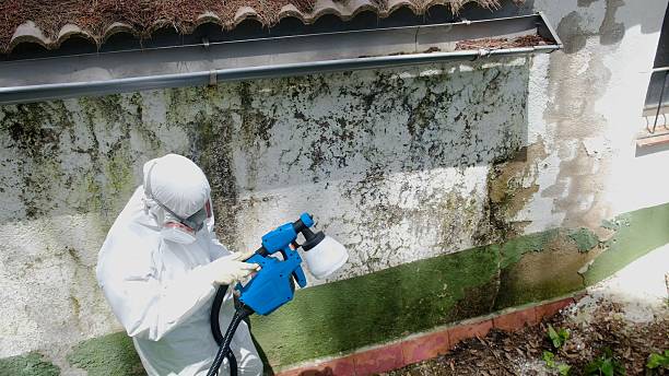 Top rated local Mold Cleanup specialists in Waynesboro, VA